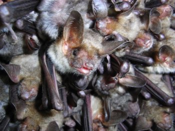 Batnight im Lengenbachtal bei Arzthofen