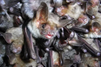 Batnight im Lengenbachtal bei Arzthofen